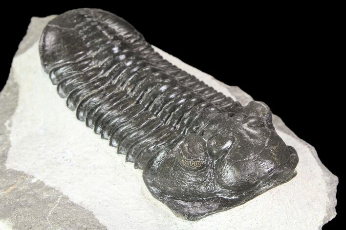 Large, Morocconites Trilobite Fossil - Morocco #85549